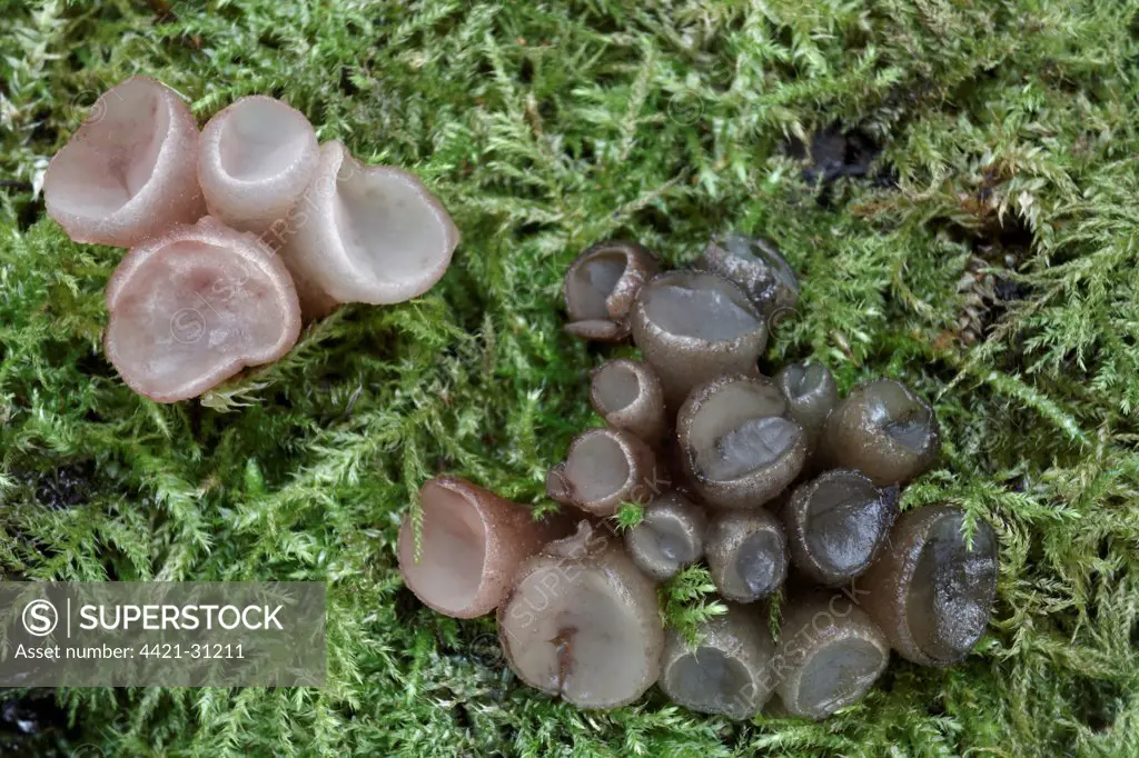 Beech Jellydisc (Neobulgaria pura) fruiting bodies, growing amongst moss on beech stump, Leicestershire, England, october