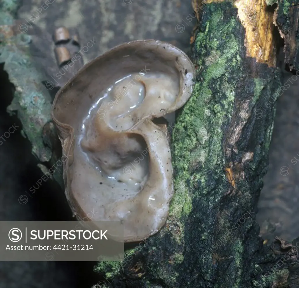 Fungi - Jew's Ear (Auricularia auricula) Close-up.