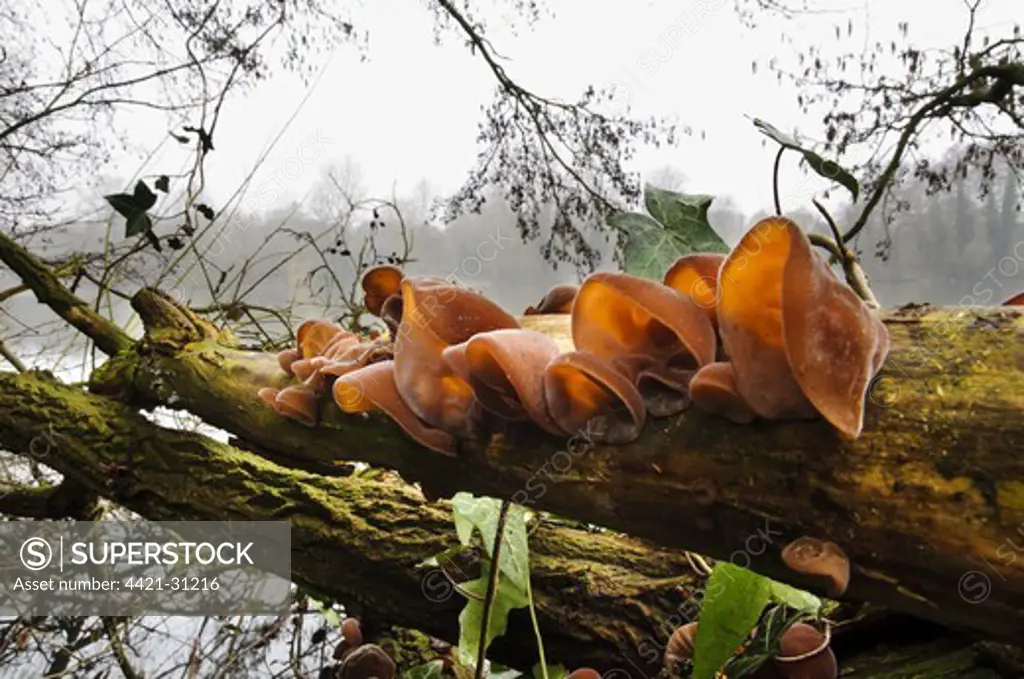 Jew's Ear Fungus (Auricularia auricula-judae) fruiting bodies, growing on fallen tree, Sevenoaks Wildlife Reserve, Kent, England, february