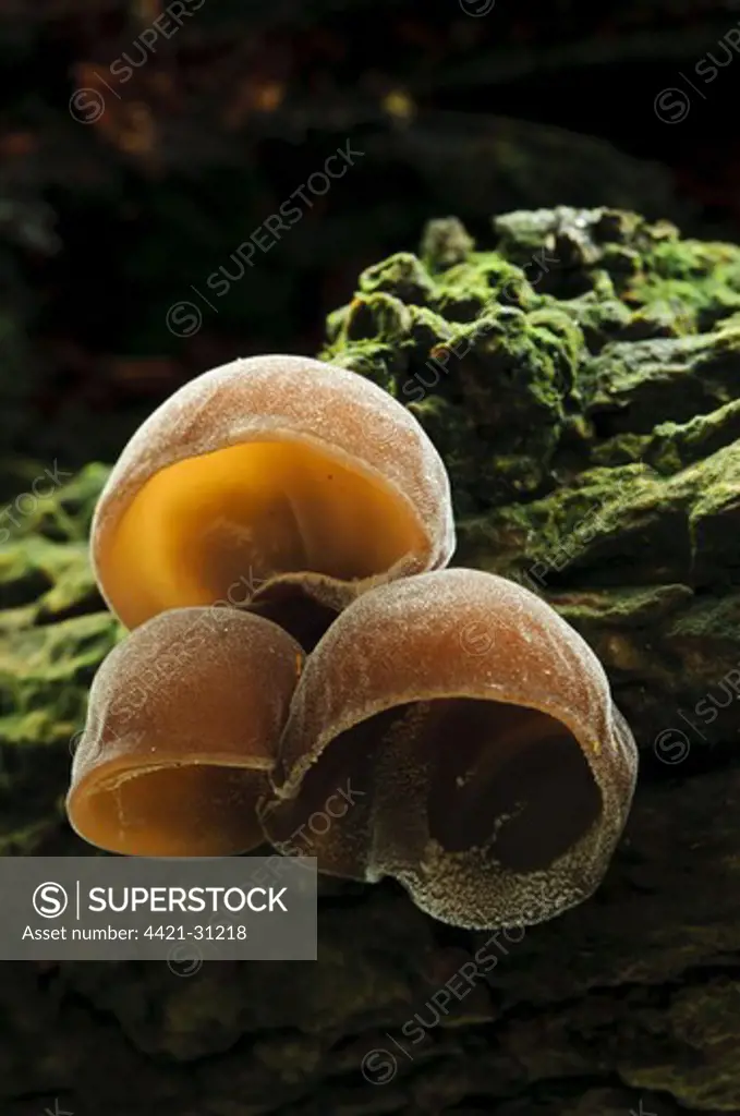 Jew's Ear Fungus (Auricularia auricula-judae) fruiting bodies, growing on fallen tree, Sevenoaks Wildlife Reserve, Kent, England, february