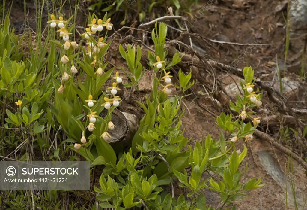 California Lady's Slipper (Cypripedium californicum) flowering, Klamath-Siskiyou Mountains, Northern California, U.S.A., july