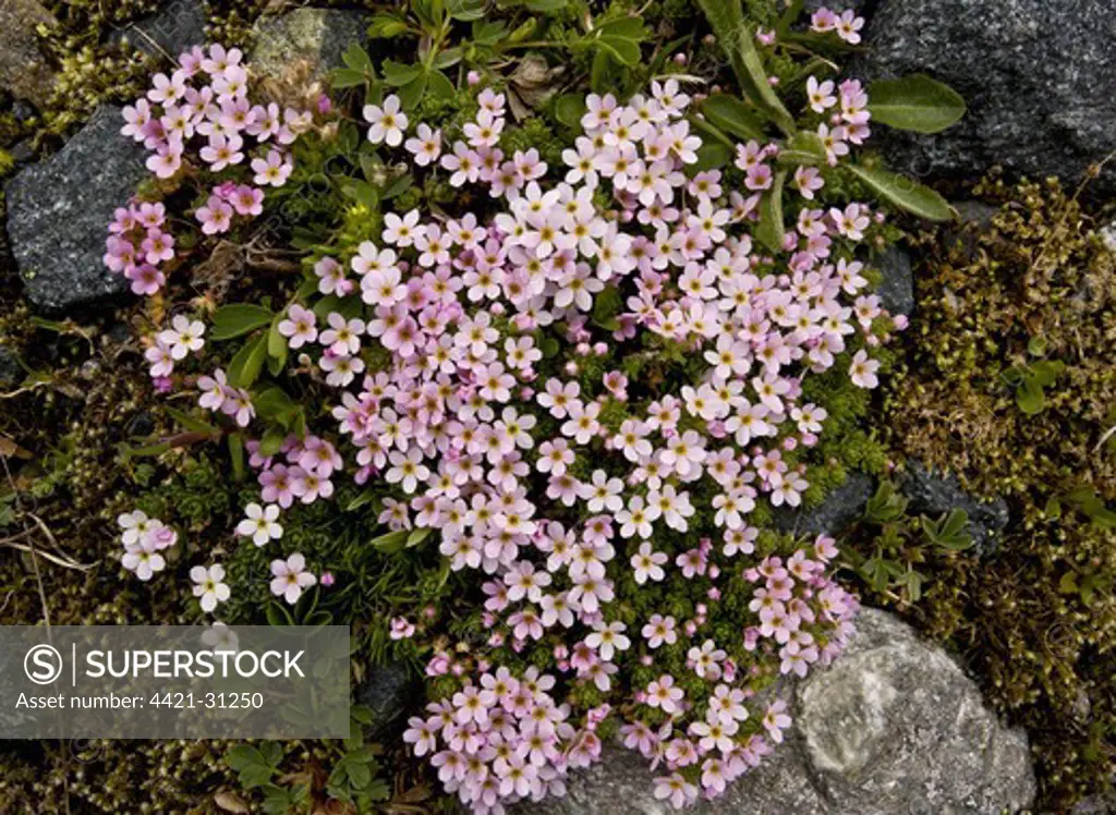 Alpine Rock-jasmine (Androsace alpina) flowering, cushion alpine growing amongst rocks at high altitude, Swiss Alps, Switzerland, june
