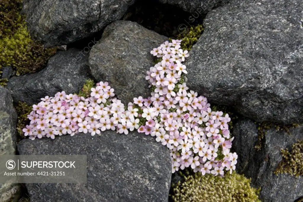 Alpine Rock-jasmine (Androsace alpina) flowering, cushion alpine growing amongst rocks at high altitude, Swiss Alps, Switzerland, june