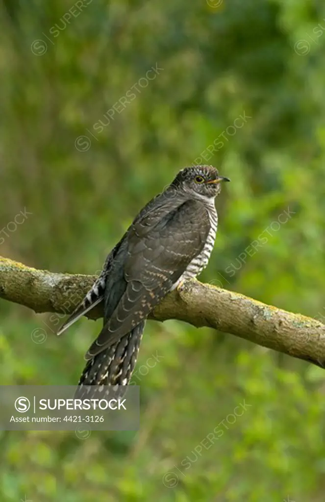 Common Cuckoo (Cuculus canorus) juvenile, perched on branch, Wirral, Merseyside, England