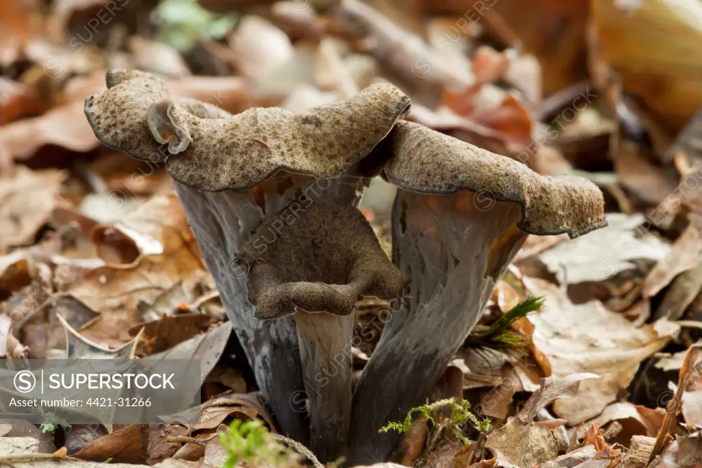 Horn of Plenty (Craterellus cornucopioides) fruiting bodies, growing amongst leaf litter in woodland, New Forest, Hampshire, England, september
