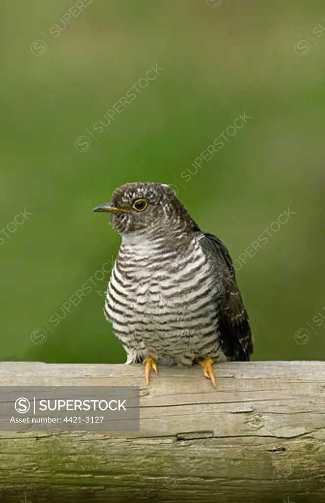 Common Cuckoo (Cuculus canorus) juvenile, perched on wooden rail, Wirral, Merseyside, England