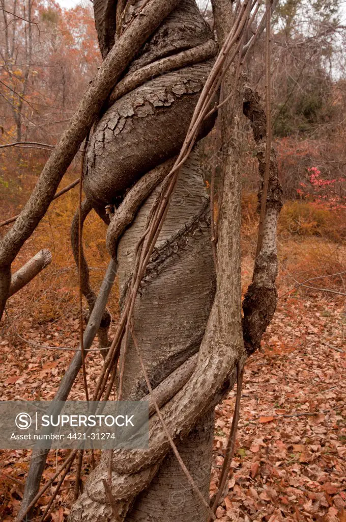 Oriental Staff Vine (Celastrus orbiculatus) introduced invasive species, vines strangling host birch tree in woodland, New York State, U.S.A., november