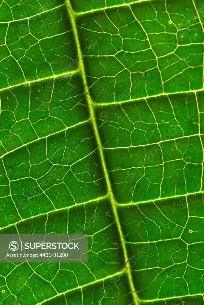 Tococa (Tococa guianensis) close-up of leaf and veins, South America