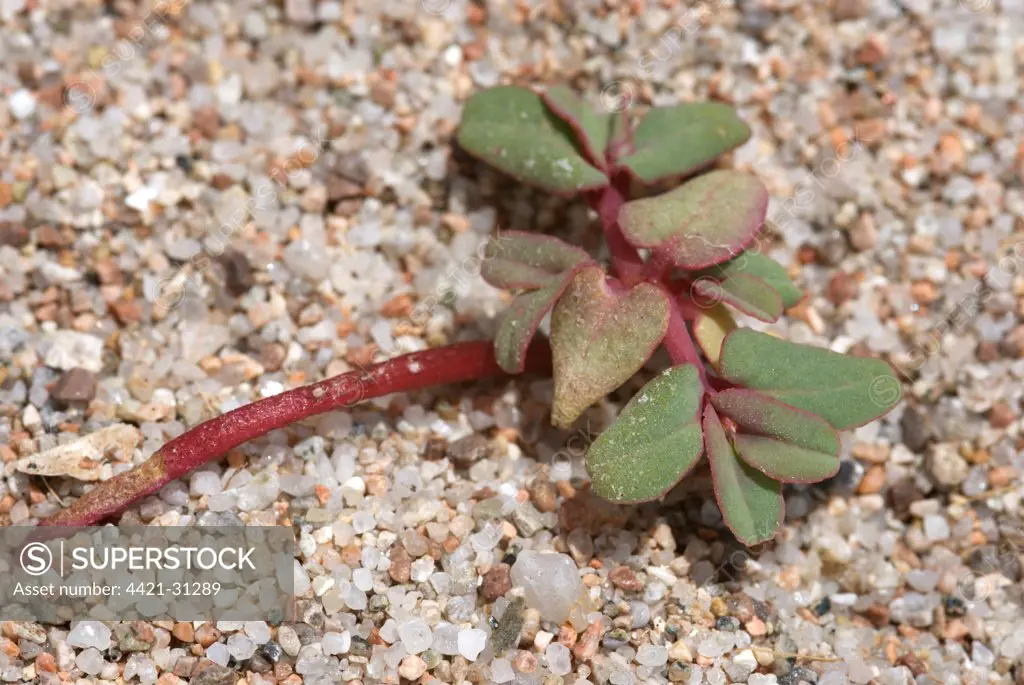 Purple Spurge (Euphorbia peplis) growing on sandy beach, La Rondinara, Corsica, France, may