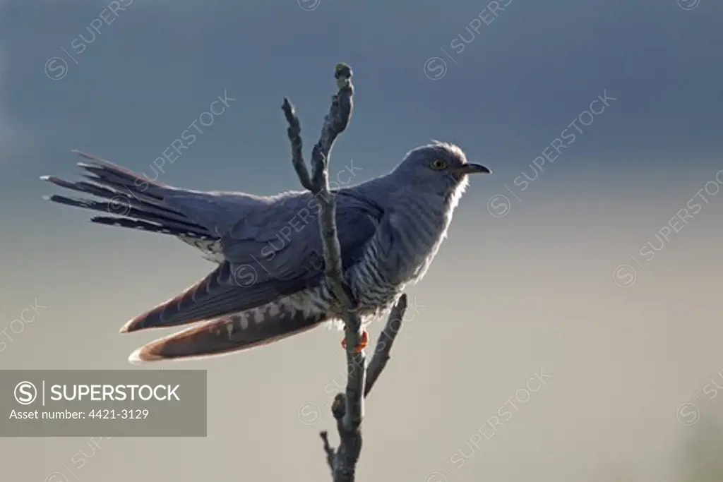 Common Cuckoo (Cuculus canorus) adult male, perched on branch, Bulgaria, may