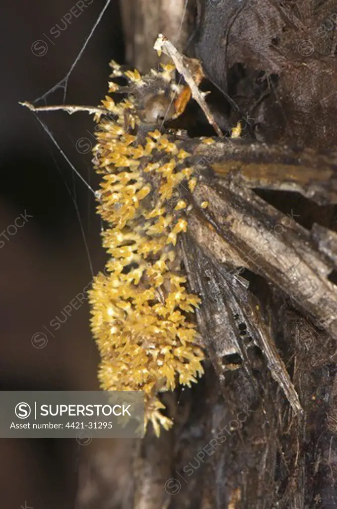 Sac Fungus (Cordyceps sp.) fruiting bodies, emerging from dead parasitized butterfly, Manu Road, Departemento Cuzco, Andes, Peru