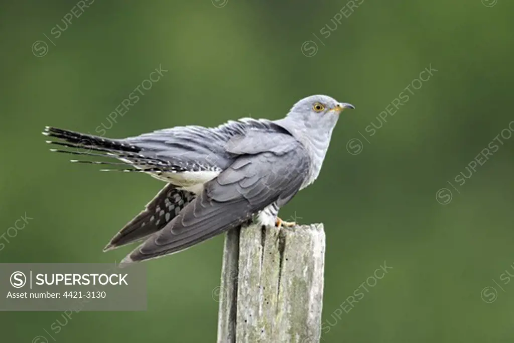 Common Cuckoo (Cuculus canorus) adult, perched on post, Midlands, England, april