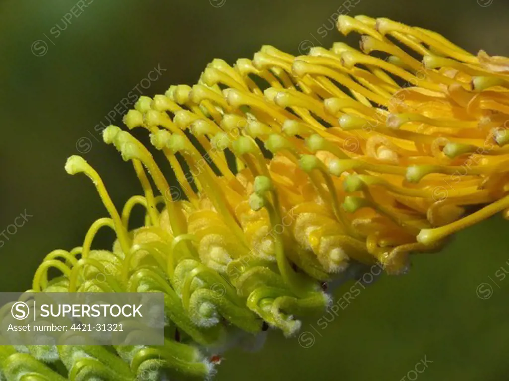 Honey Grevillea (Grevillea eriostachya) close-up of flowerspike, Western Australia, Australia