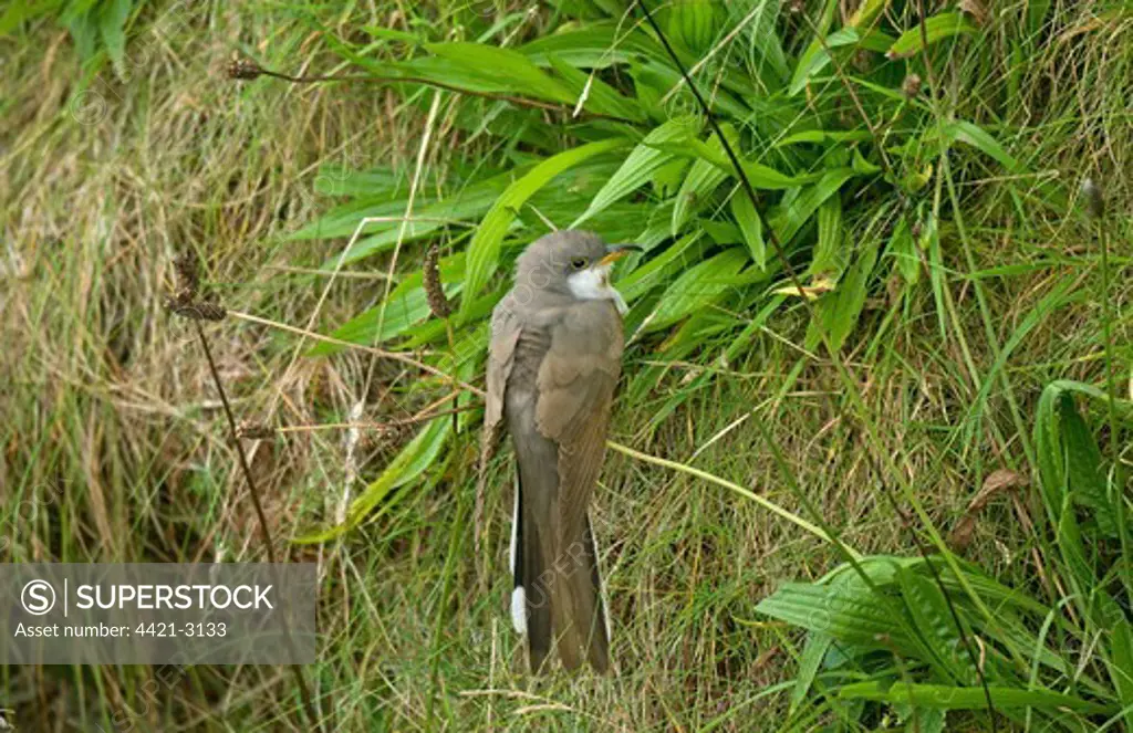 Yellow-billed Cuckoo (Coccyzus americanus) adult, vagrant, perched on stem, Orkney, Scotland