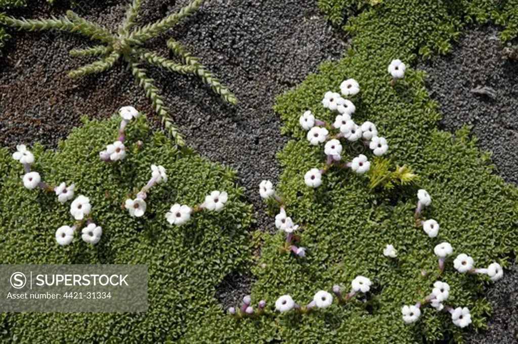 Benthamiella (Benthamiella patagonica) flowering, growing beside Macachi (Arjona patagonica), Parque National Monte Leon, Atlantic Coast, Santa Cruz Province, Southern Patagonia, Argentina