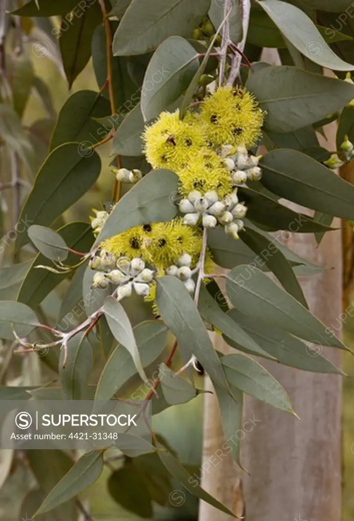 Lemon-flowered Mallee (Eucalyptus woodwardii) introduced species, close-up of flowers and leaves, Arizona, U.S.A., february