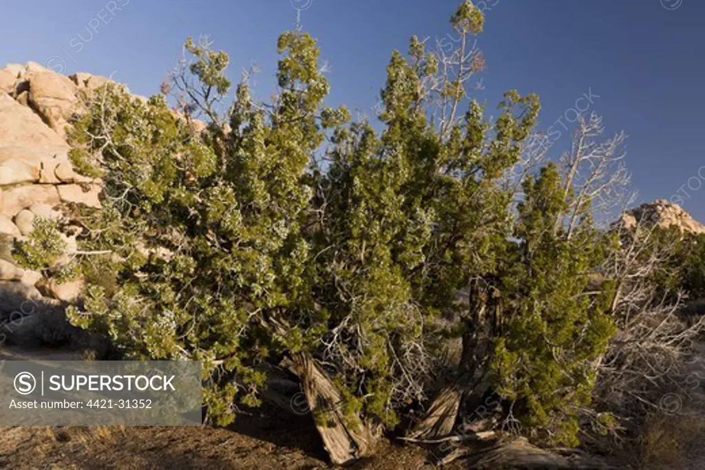 Californian Juniper (Juniperus californica) habit, ancient tree growing in desert, Joshua Tree N.P., Mojave Desert, California, U.S.A., february