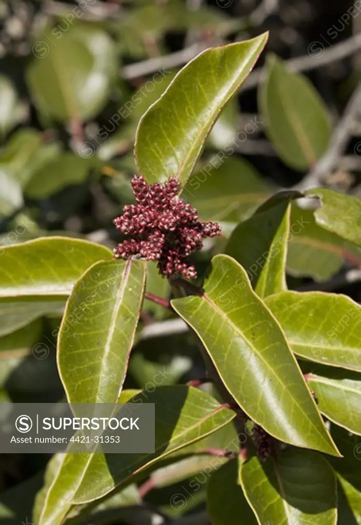Sugar Sumac (Rhus ovata) close-up of leaves and flowerbuds, growing in dry chaparral, California, U.S.A., february