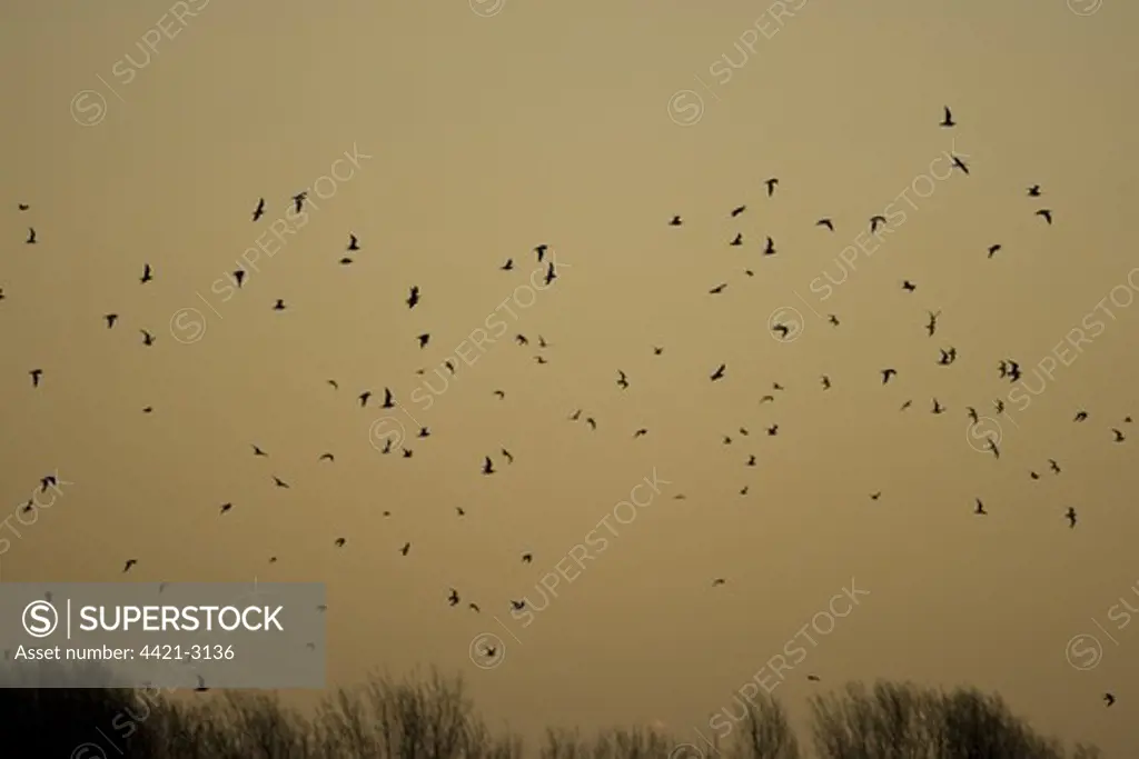 Eurasian Curlew (Numenius arquata) flock, in flight, silhouetted at dawn, Brancaster Staithe, Norfolk, England, winter