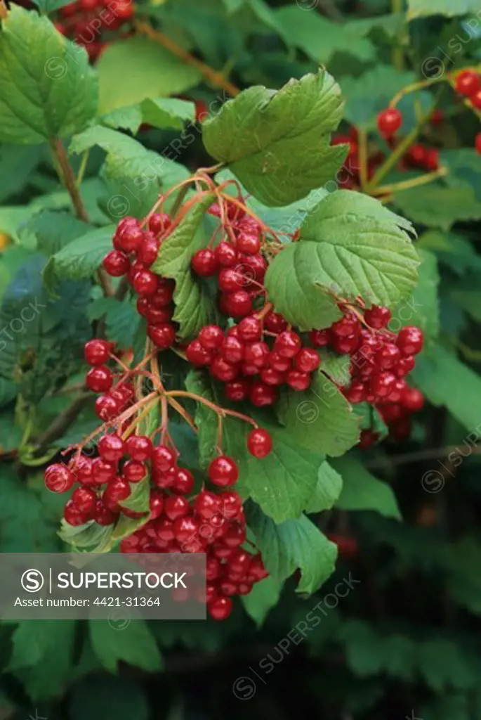 American Highbush Cranberry (Viburnum trilobum) close-up of berries, U.S.A.
