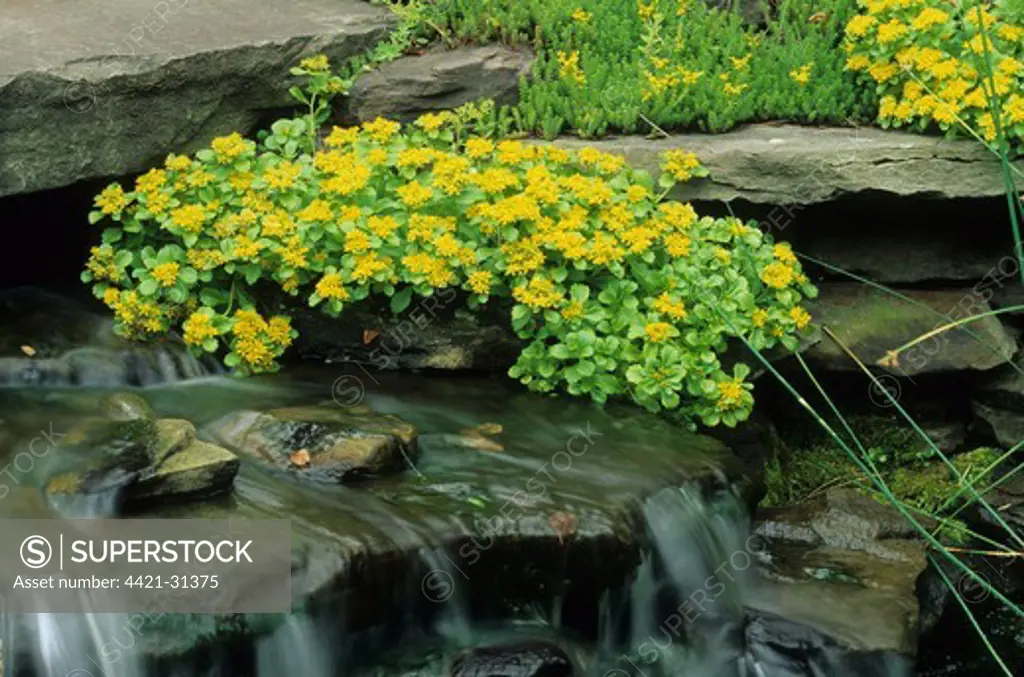 Kamchatka Stonecrop (Sedum kamtschaticum) flowering, growing beside cascade water feature in garden, U.S.A.