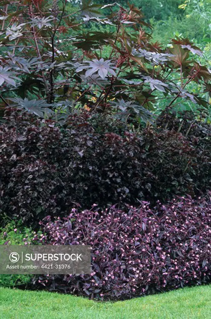 Wandering Jew (Tradescantia pallida) 'Purple Heart', growing with Perilla (Perilla frutescens) and Castor-oil Plant (Ricinus communis) in purple themed garden border, U.S.A.