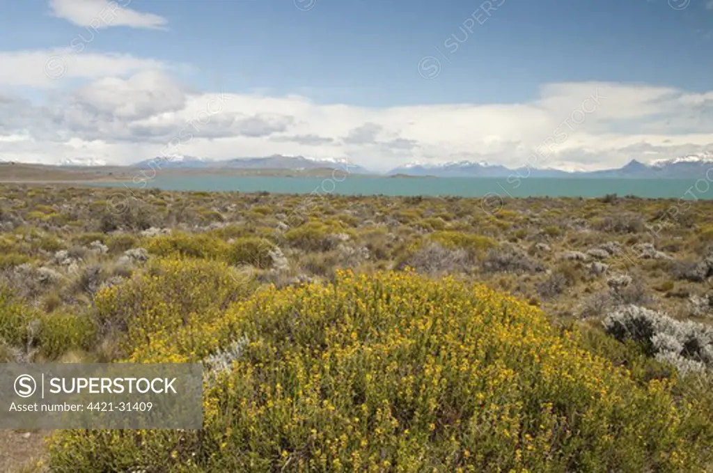 Adesmia (Adesmia boronioides) flowering, growing in habitat on south coast of lake, El Calafate, Lago Argentino, Los Glaciares N.P., Santa Cruz Province, Patagonia, Argentina, november