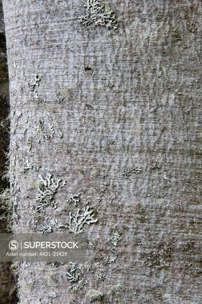 Radal (Lomatia hirsuta) close-up of trunk, Escada Escondida Botanical Garden, Rio Negro Province, Argentina, october