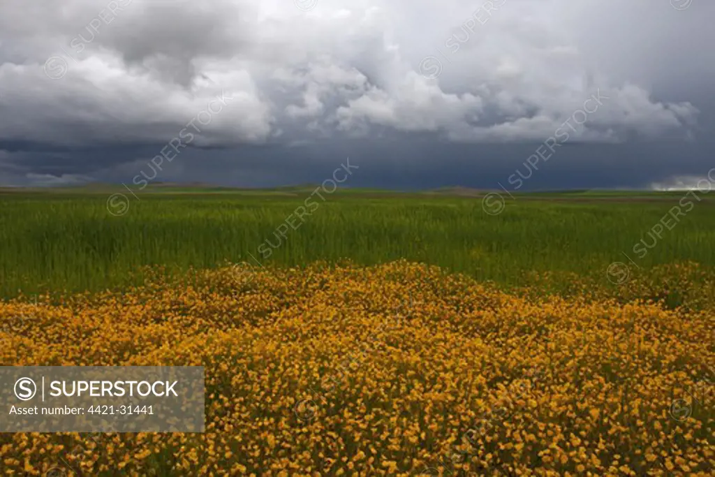 Sicklefruit Hypecoum (Hypecoum imberbe) flowering mass, growing beside barley field with approaching stormclouds, Spain, april