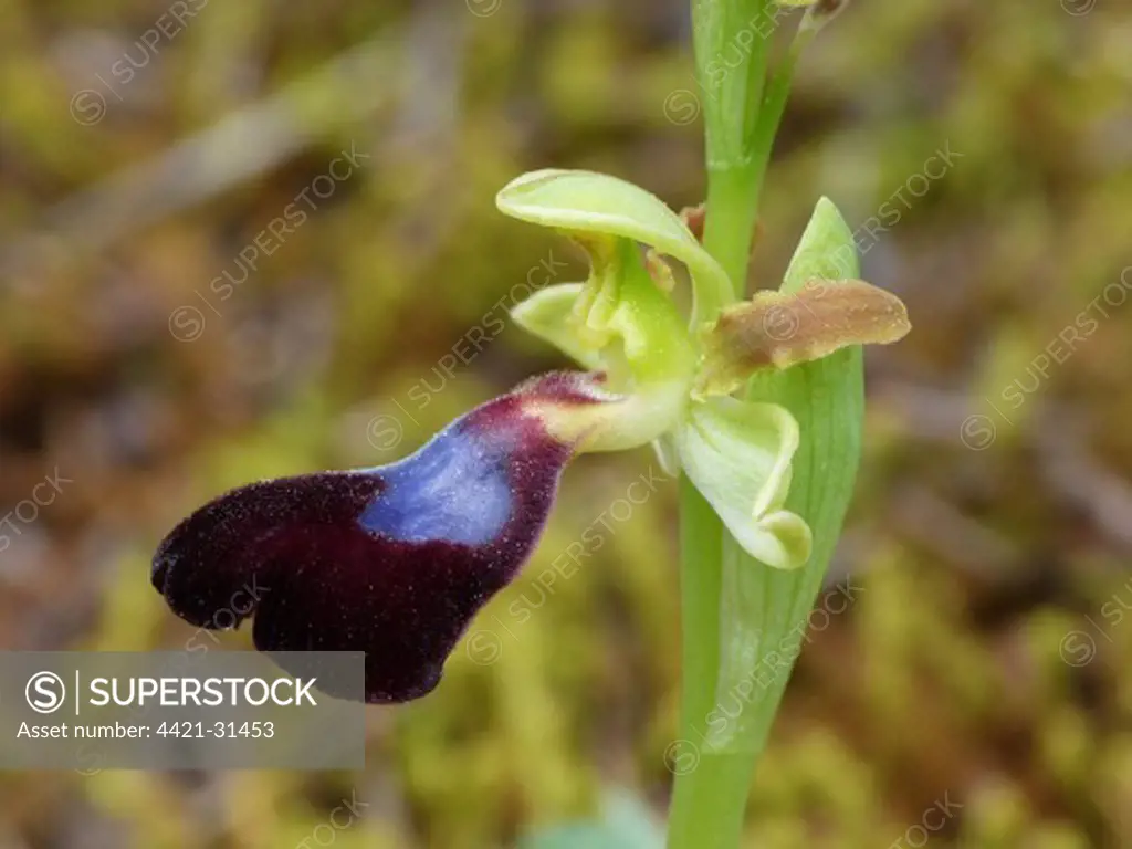 Atlantic Bee Orchid (Ophrys atlantica) close-up of flower, Andalucia, Spain, april