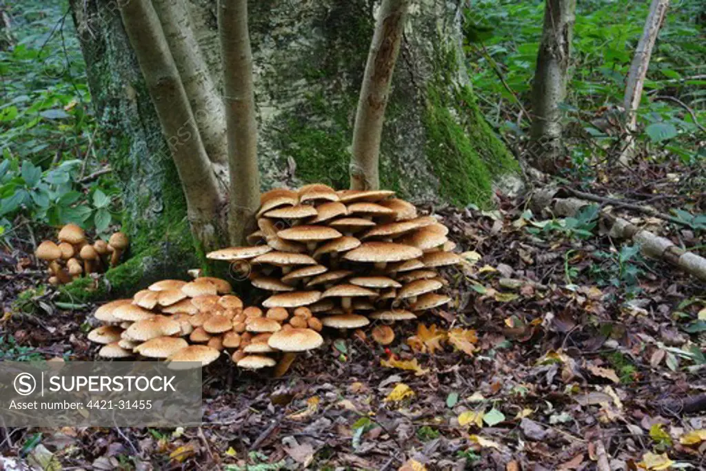 Shaggy Scalycap (Pholiota squarrosa) fruiting bodies, growing at base of Rowan (Sorbus aucuparia) in woodland, Leicestershire, England, september