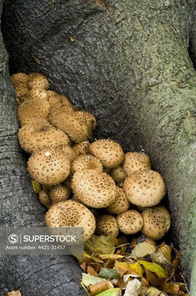 Shaggy Scalycap (Pholiota squarrosa) fruiting bodies, group growing between roots of beech tree, Clumber Park, Nottinghamshire, England, october