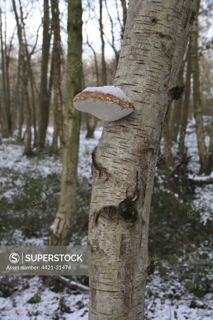 Birch Polypore (Piptoporus betulinus) fruiting body, growing on Silver Birch (Betula pendula) trunk, in snow covered woodland at edge of river valley fen, Redgrave and Lopham Fen N.N.R., Waveney Valley, Suffolk, England, november