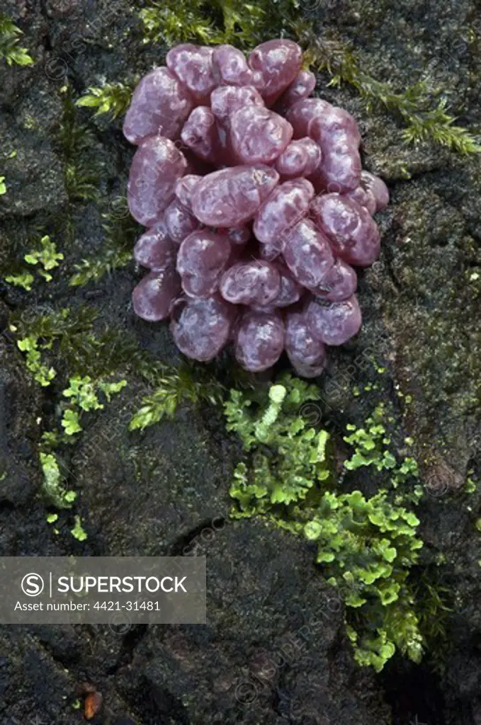 Purple Jellydisc (Ascocoryne sarcoides) fruiting bodies, Leicestershire, England, december