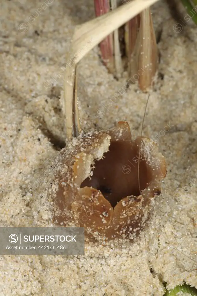 Dune Cup (Peziza ammophila) fruiting body, Studland, Isle of Purbeck, Dorset, England, july
