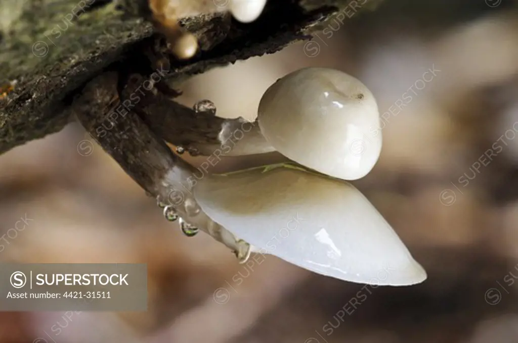 Porcelain Fungus (Oudemansiella mucida) fruiting bodies, growing on fallen beech tree, Clumber Park, Nottinghamshire, England, october