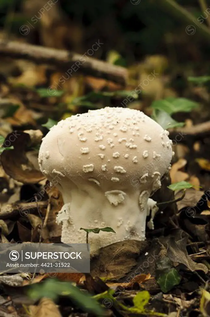 Flaky Puffball (Lycoperdon mammiforme) fruiting body, growing amongst leaf litter, Anston Stones Wood, South Yorkshire, England, october