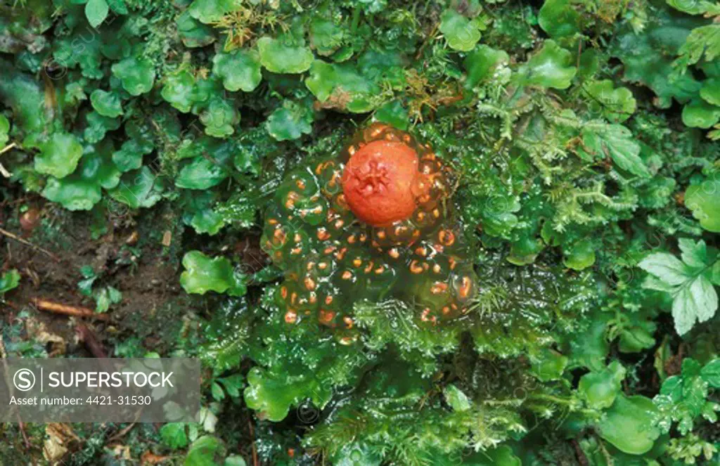 Orange Puffball (Calostoma cinnabarina) Costa Rica