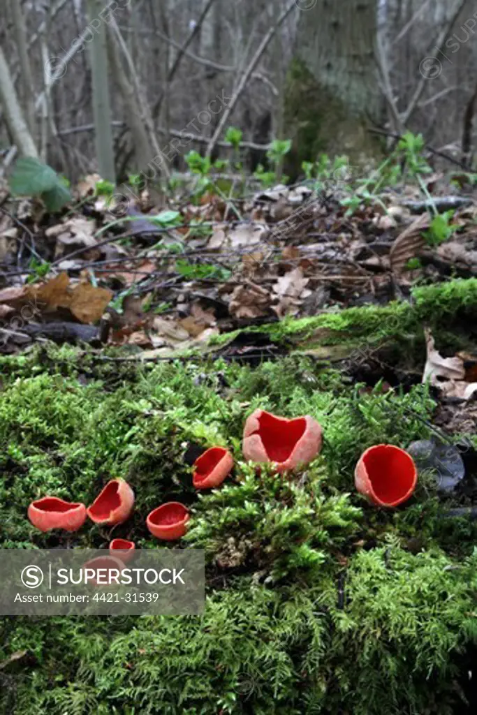 Scarlet Elf Cup (Sarcoscypha coccinea) fruiting bodies, growing amongst moss on woodland floor, Leicestershire, England, february