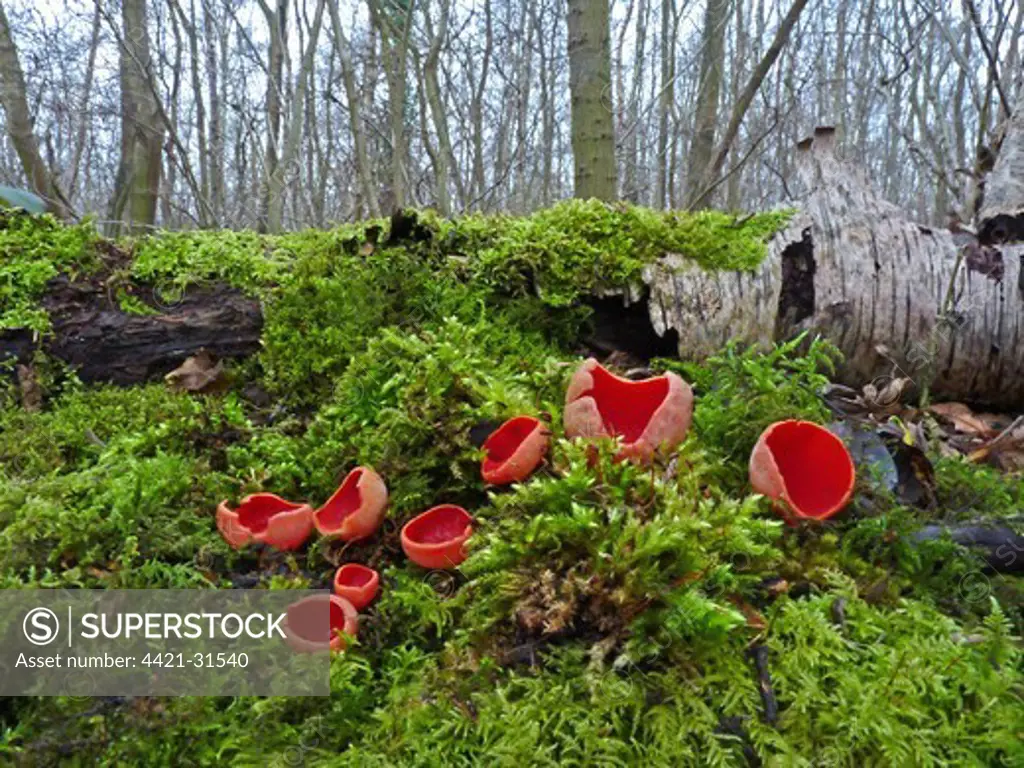 Scarlet Elf Cup (Sarcoscypha coccinea) fruiting bodies, growing on mossy bank in woodland, Leicestershire, England, february