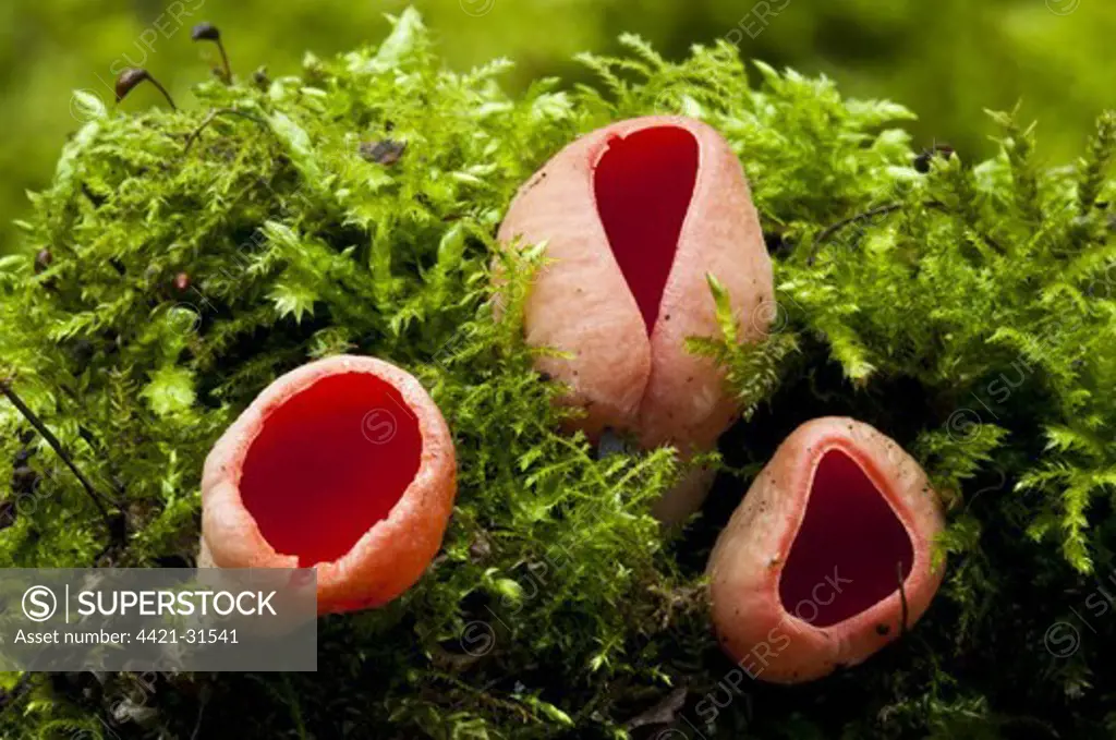 Scarlet Elf Cup (Sarcoscypha austriaca) fruiting bodies, growing from moss covered dead wood, Sevenoaks Wildlife Reserve, Kent, England, february