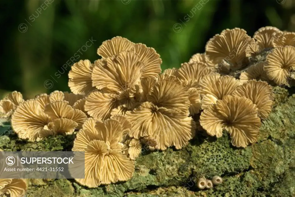 Split-gill Fungi (Schizophyllum commune) fruiting bodies on log, Trivandrum, Kerala, India