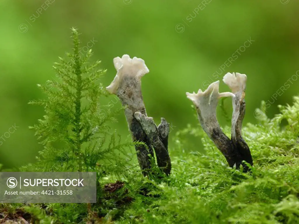 Candle-snuff Fungus (Xylaria hypoxylon) fruiting bodies, growing amongst moss on dead wood, in woodland, Leicestershire, England, october