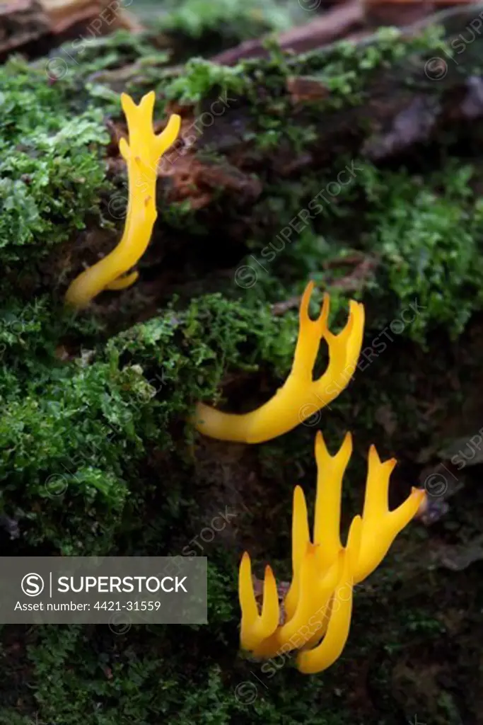 Yellow Stagshorn Fungus (Calocera viscosa) fruiting bodies, growing on dead wood, Leicestershire, England, september