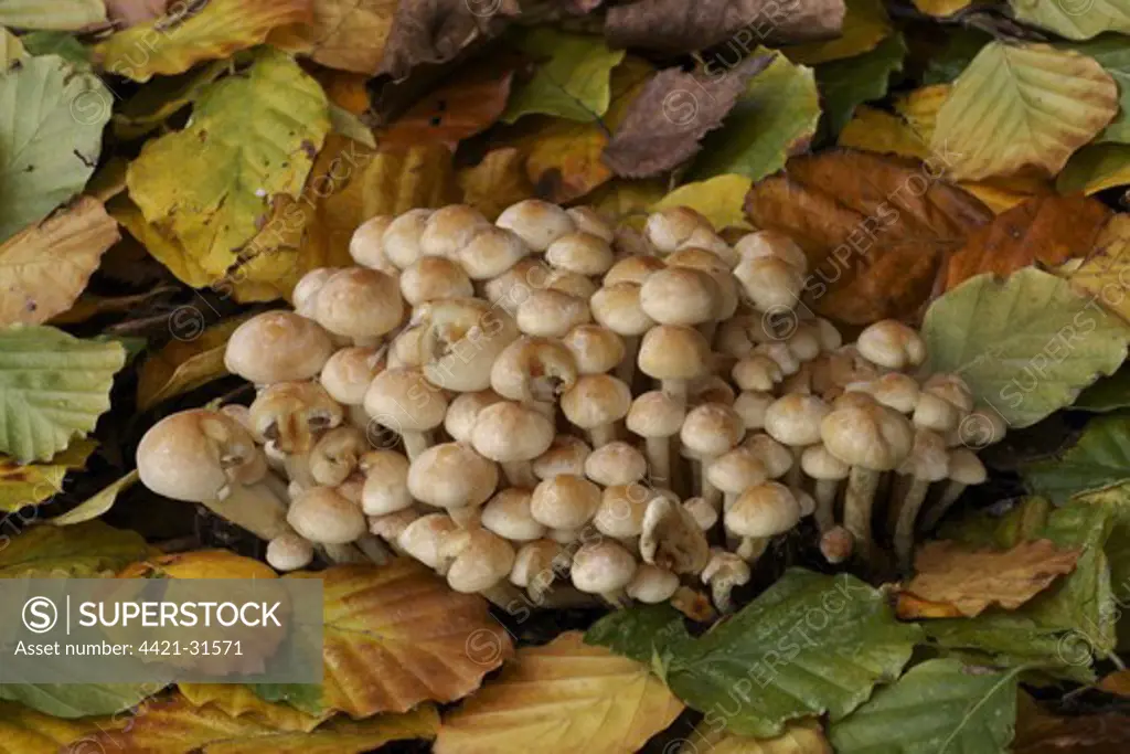 Sulphur Tuft Fungi (Hypholoma fasciculare) fruiting bodies, group on stump amongst fallen leaves, Leicestershire, England, october