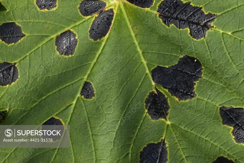 Sycamore Tar Spot (Rhytisma acerinum) lesions on Sycamore (Acer pseudoplatanus) leaf, England, september