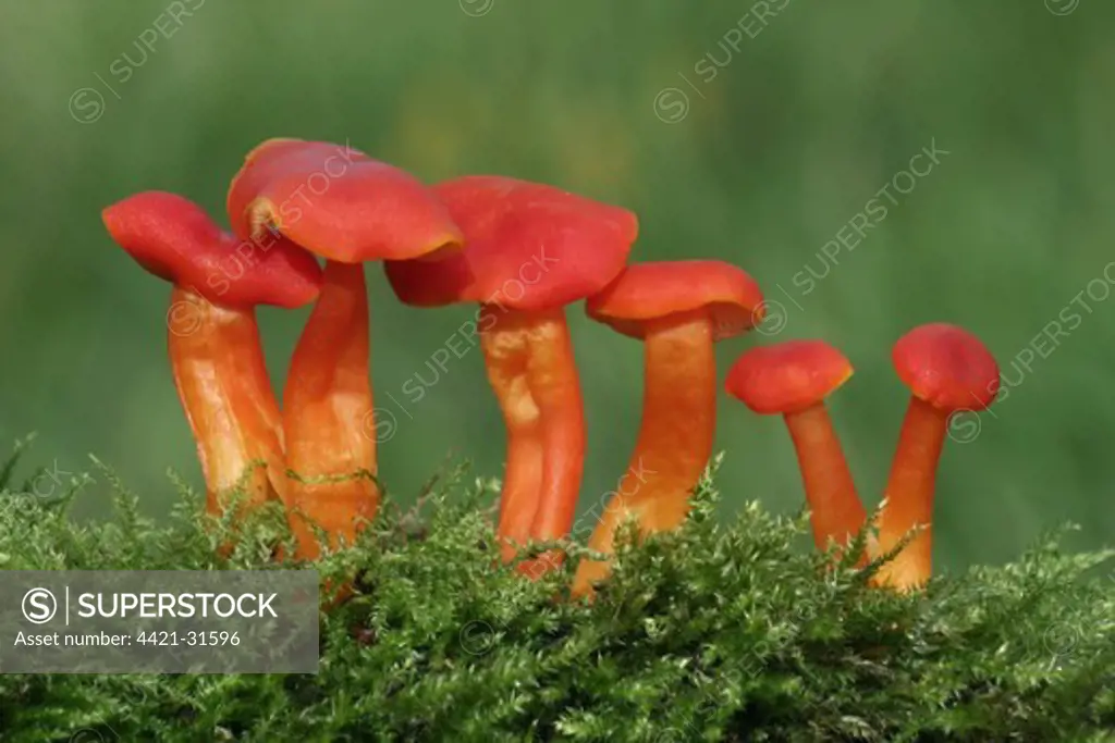 Scarlet Waxcap (Hygrocybe coccinea) fruiting bodies, growing amongst moss in meadow, Leicestershire, England, september