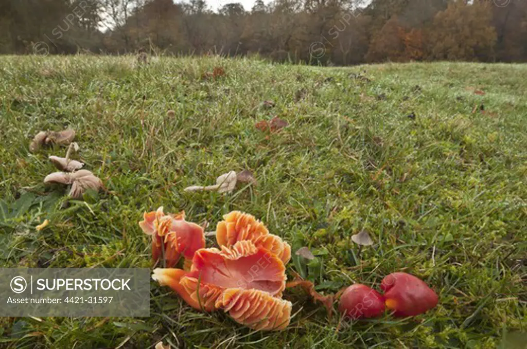 Scarlet Waxcap (Hygrocybe coccinea) fruiting bodies, growing in old grazed grassland habitat, Emery Down, New Forest, Hampshire, England, november