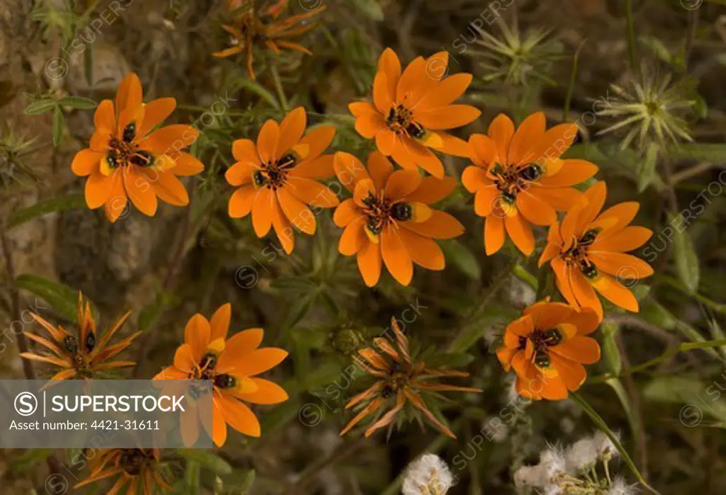 Beetle daisy (Gorteria diffusa) flowering, false 'beetles' on petals to attract pollinators, Namaqua Desert, Namaqualand, South Africa