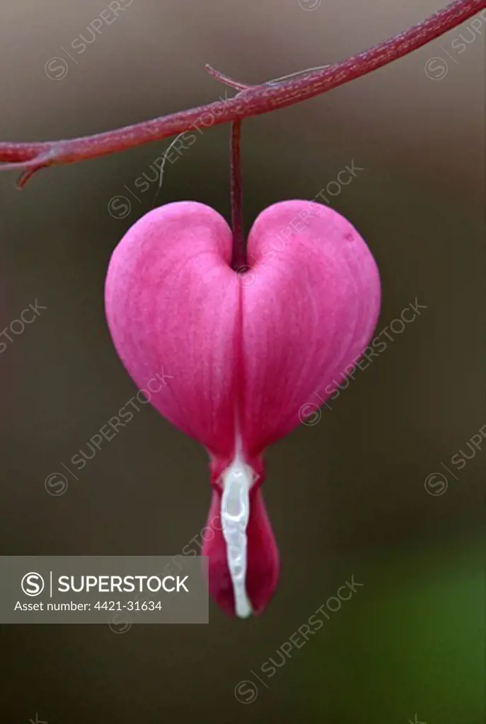 Bleeding Heart (Dicentra spectabilis) close-up of flower